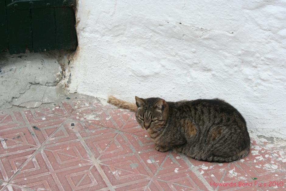 Es Grau moggie