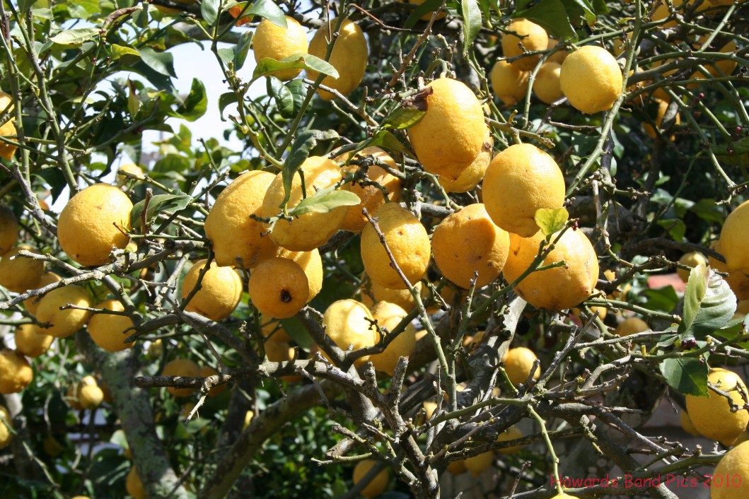 Oranges and ...........